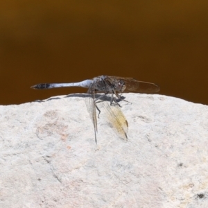 Orthetrum caledonicum at Molonglo Valley, ACT - 8 Feb 2021 02:35 PM