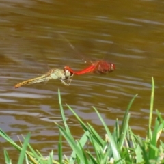 Diplacodes haematodes (Scarlet Percher) at Molonglo Valley, ACT - 8 Feb 2021 by RodDeb