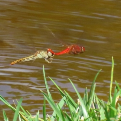 Diplacodes haematodes (Scarlet Percher) at Molonglo Valley, ACT - 8 Feb 2021 by RodDeb