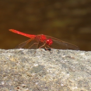 Diplacodes haematodes at Molonglo Valley, ACT - 8 Feb 2021