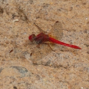 Diplacodes haematodes at Molonglo Valley, ACT - 8 Feb 2021