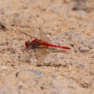 Diplacodes haematodes at Molonglo Valley, ACT - 8 Feb 2021