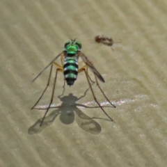 Austrosciapus connexus (Green long-legged fly) at Molonglo Valley, ACT - 8 Feb 2021 by RodDeb