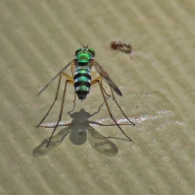 Austrosciapus connexus (Green long-legged fly) at Molonglo Valley, ACT - 8 Feb 2021 by RodDeb