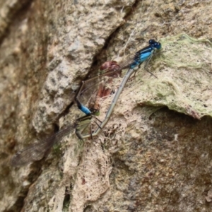 Ischnura heterosticta at Molonglo Valley, ACT - 8 Feb 2021