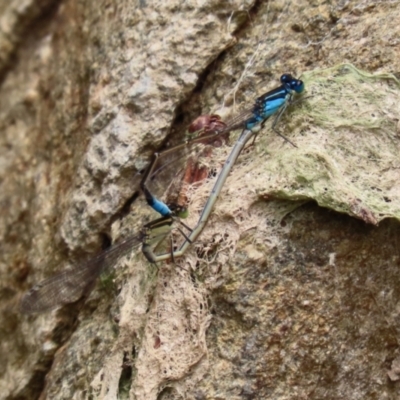 Ischnura heterosticta (Common Bluetail Damselfly) at Molonglo Valley, ACT - 8 Feb 2021 by RodDeb