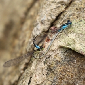 Ischnura heterosticta at Molonglo Valley, ACT - 8 Feb 2021