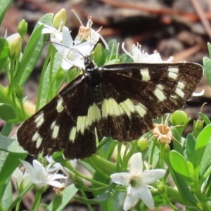 Cruria donowani at Molonglo Valley, ACT - 8 Feb 2021