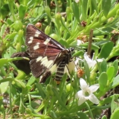 Cruria donowani at Molonglo Valley, ACT - 8 Feb 2021