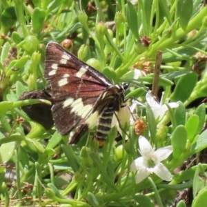 Cruria donowani at Molonglo Valley, ACT - 8 Feb 2021