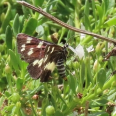 Cruria donowani at Molonglo Valley, ACT - 8 Feb 2021