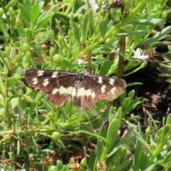 Cruria donowani at Molonglo Valley, ACT - 8 Feb 2021