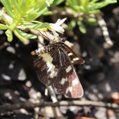 Cruria donowani at Molonglo Valley, ACT - 8 Feb 2021