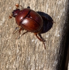 Australobolbus gayndahensis (Geotrupid beetle) at Murrumbateman, NSW - 6 Feb 2021 by SimoneC