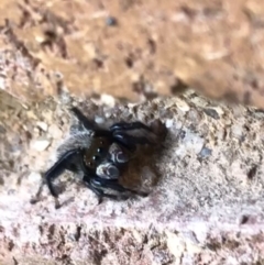 Maratus griseus (Jumping spider) at Sullivans Creek, Lyneham South - 8 Feb 2021 by Tapirlord
