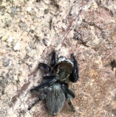 Maratus griseus at Lyneham, ACT - 8 Feb 2021