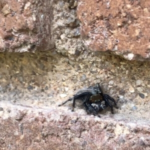 Maratus griseus at Lyneham, ACT - 8 Feb 2021