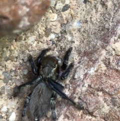 Maratus griseus at Lyneham, ACT - 8 Feb 2021