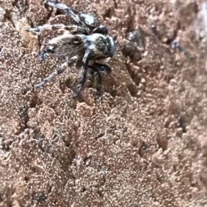 Maratus griseus at Lyneham, ACT - 8 Feb 2021