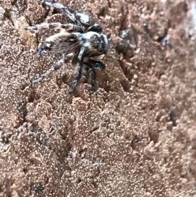 Maratus griseus (Jumping spider) at Lyneham, ACT - 8 Feb 2021 by Tapirlord