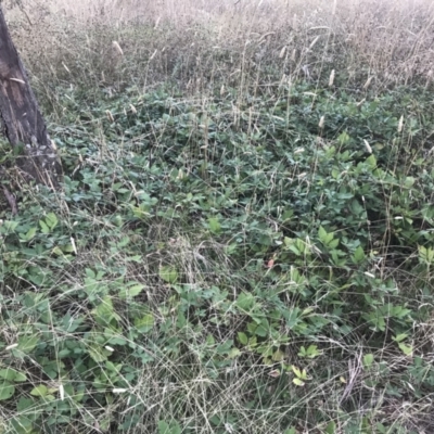 Rubus anglocandicans (Blackberry) at Red Hill to Yarralumla Creek - 8 Feb 2021 by Tapirlord