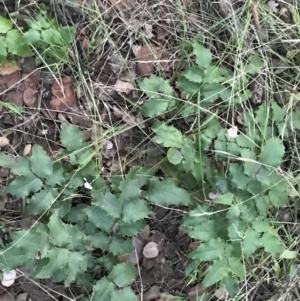 Berberis aquifolium at Garran, ACT - 8 Feb 2021