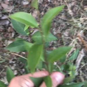 Ligustrum lucidum at Hughes, ACT - 8 Feb 2021