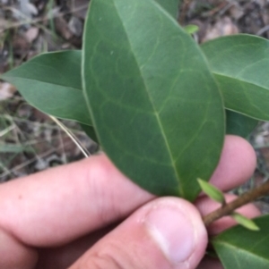 Ligustrum lucidum at Hughes, ACT - 8 Feb 2021