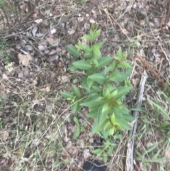 Ligustrum lucidum at Hughes, ACT - 8 Feb 2021