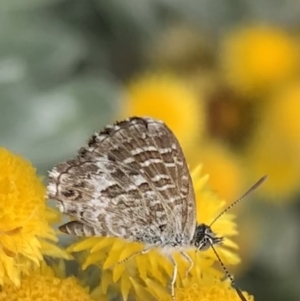 Theclinesthes serpentata at Murrumbateman, NSW - 8 Feb 2021