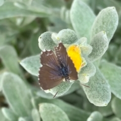 Theclinesthes serpentata at Murrumbateman, NSW - 8 Feb 2021