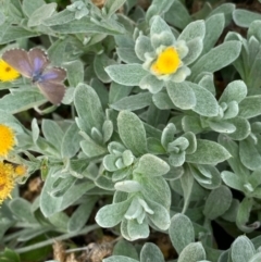 Theclinesthes serpentata at Murrumbateman, NSW - 8 Feb 2021