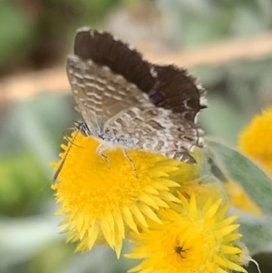 Theclinesthes serpentata at Murrumbateman, NSW - 8 Feb 2021