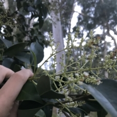 Ligustrum lucidum (Large-leaved Privet) at Garran, ACT - 8 Feb 2021 by Tapirlord