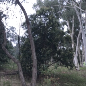 Ligustrum lucidum at Garran, ACT - 8 Feb 2021 08:01 PM