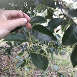 Ligustrum lucidum at Garran, ACT - 8 Feb 2021