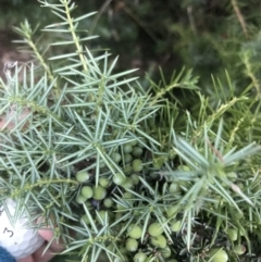 Juniperus communis (Juniper) at Red Hill to Yarralumla Creek - 8 Feb 2021 by Tapirlord