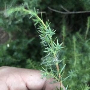 Juniperus communis at Hughes, ACT - 8 Feb 2021