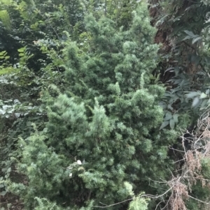 Juniperus communis at Hughes, ACT - 8 Feb 2021