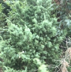 Juniperus communis at Hughes, ACT - 8 Feb 2021