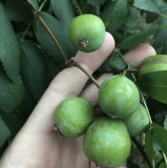 Sorbus domestica at Garran, ACT - 8 Feb 2021