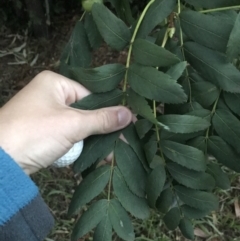 Sorbus domestica at Garran, ACT - 8 Feb 2021