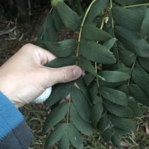 Sorbus domestica at Garran, ACT - 8 Feb 2021 08:06 PM