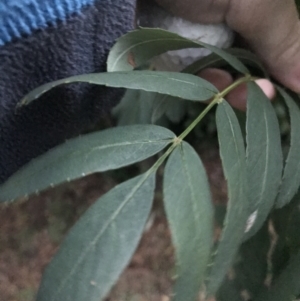 Sorbus domestica at Garran, ACT - 8 Feb 2021 08:06 PM