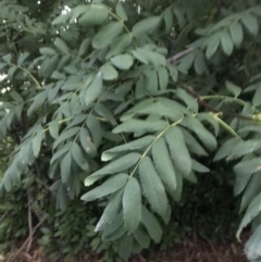 Sorbus domestica at Garran, ACT - 8 Feb 2021 08:06 PM