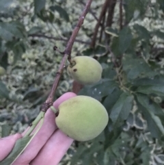 Prunus domestica (Plum) at Red Hill to Yarralumla Creek - 8 Feb 2021 by Tapirlord