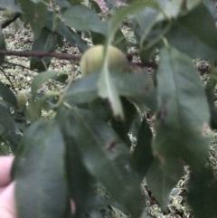 Prunus domestica at Garran, ACT - 8 Feb 2021 08:10 PM