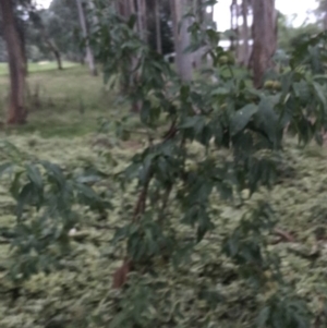 Prunus domestica at Garran, ACT - 8 Feb 2021 08:10 PM