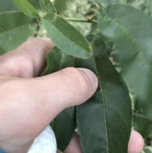 Prunus domestica at Garran, ACT - 8 Feb 2021 08:10 PM