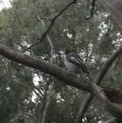 Cracticus torquatus (Grey Butcherbird) at Red Hill to Yarralumla Creek - 8 Feb 2021 by Tapirlord